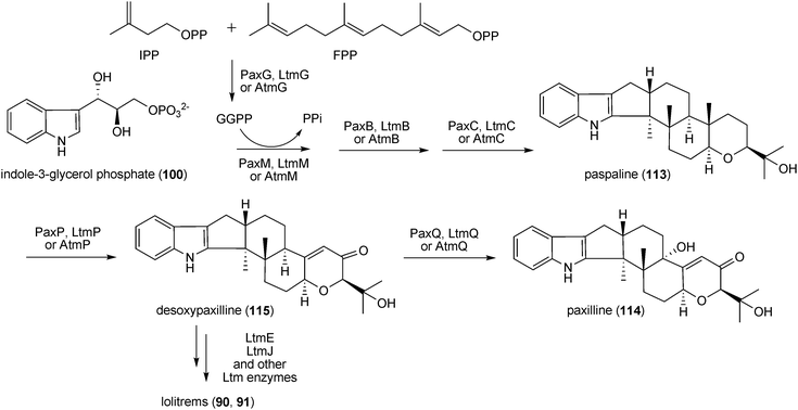 Proposed biosynthetic pathway for paxilline in Penicillium paxilli.
