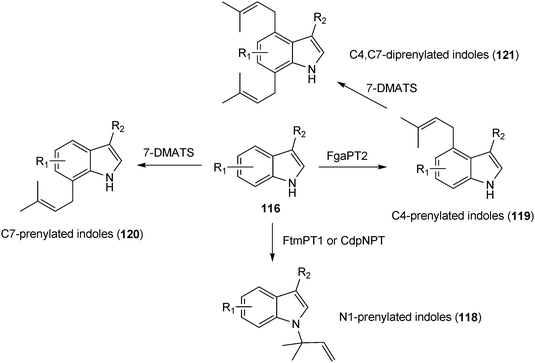 Chemoenzymatic synthesis of prenylated simple indole derivatives.