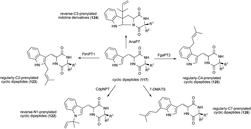 Chemoenzymatic synthesis of prenylated cyclic dipeptides.