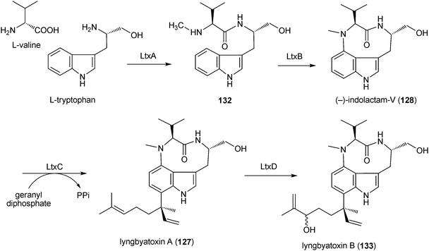 Proposed biosynthetic pathway for lynbyatoxins in Lynbya majuscula.