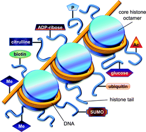 Illustration showing the association of DNA with histones, as well as common posttranslational modifications that influence these interactions. Several epigenetic modifications that alter DNA and histones include (clockwise from the bottom left): methylation of histones and DNA, biotinylation, citrullination, ADP-ribosylation, phosphorylation, acetylation, glycosylation, ubiquitination, and sumoylation.