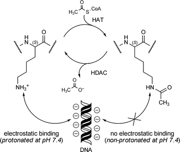 Acetylation of lysine residues found in histone tails and their interactions with DNA.