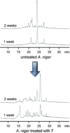 Chromatograms of the reverse-phase-separated dichloromethane extracts of A. niger ATCC 1015 cultures treated with 7 showing the impact of HDAC inhibition on secondary metabolite diversity (UV traces at 210 nm were collected one and two weeks after addition of 10 µM of 7 or vehicle alone).