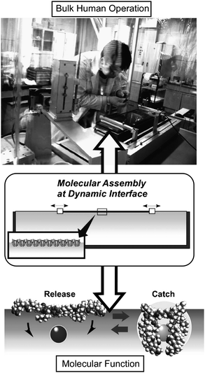 Bridging hand operation and molecular function through dynamic molecular assembly.