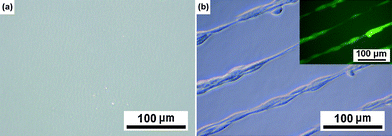 
            Optical micrographs of PEGhydrogels with micropatterns of gold nanoparticles functionalized with RGD. The microstripes were, according to the mask in photolithography, of 20 μm width and 50 μm intervals. (a) and (b) refer to a micro–nano patterned hydrogel without and with 3T3 fibroblasts cultured, respectively. The inset in the top right corner of (b) shows the corresponding fluorescence micrograph after viability/cytotoxicity staining.