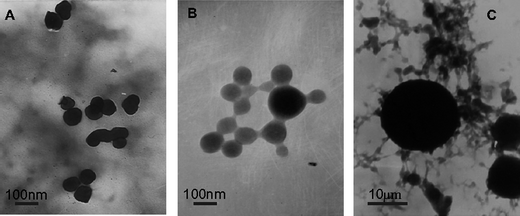 
            TEM images of OCS/LMWALG capsules. A: The microcapsules of the optimal product A1B2C1D2; B: The smallest product A1B1C1D1 of the nine-run orthogonal experiment; C: The product A2B2C3D1 with the value of span > 2.1 and value of diameter > 20 μm. The average span value of the nine-run orthogonal experiment is 2.178, and span is one of the most important factors we analyzed.