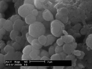 
            SEM image of microcapsules (A2B3C1) with BSA loading.