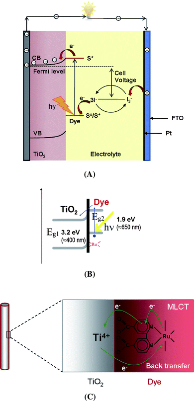 (A) Schematic representation of the principle of a dye-sensitized solar cell. (B) Schematic diagram of the light-induced electron excitation (HOMO–LUMO transition) and injection process from the LUMO of the dye to the conduction band of TiO2. (C) Excited electron transfer from Ru-metal to the TiO2 conduction band occurs by the so-called metal-to-ligand charge transfer pathway (MLCT).