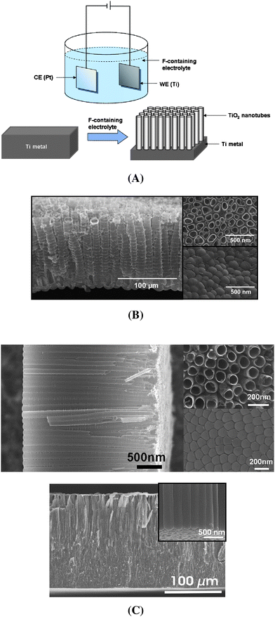 (A) Schematic diagram of a electrochemical set-up and anodic growth of TiO2 nanotubes on a Ti-metal sheet. (B) SEM images of the self-organized nanotubeTiO2 layer formed in aqueous electrolyte (1 M Na2SO4/0.14 M NaF electrolyte). (C) SEM images of TiO2 nanotube layers formed by the anodic oxidation of Ti-metal in non-aqueous electrolyte (cross section, top view and bottom view) and also showing a very high-aspect-ratio nanotube layer (several hundred μm).