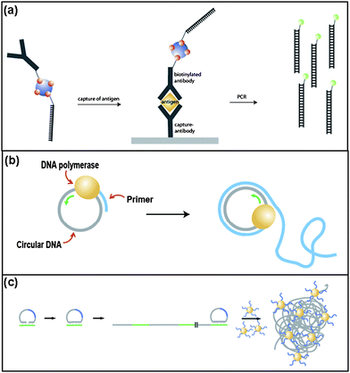 a) Schematic of the immunoassay based on immuno-PCR.53 b) DNA-templated polymerization by RCA. c) Sensitive molecular sensing using volume-amplified magnetic nanobeads.61