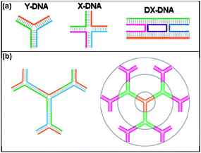 a) Schematic of various branched DNA molecules, including double crossover (DX).3 b) Schematic illustration of dendrimer-like DNA (DL-DNA) and controllable and directional growth of higher generation DL-DNA.75