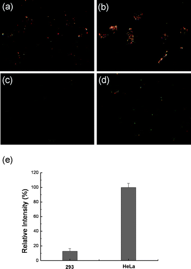 
            Dark-field microscopy images of 293 cells (a) and HeLa cells (b) incubated with 0.3 nM anti-EGFR-Fe2O3@Au nanoparticles for 2 h. As control samples, cells (293 (c) and HeLa (d)) were incubated with 0.3 nM streptavidin-Fe2O3@Au nanoparticles for 2 h under same experimental conditions. Relative light scattering intensity of anti-EGFR-Fe2O3@Au nanoparticles on the cell membrane (e); the data were obtained by subtraction of the average light scattering intensity from anti-EGFR-Fe2O3@Au nanoparticles on stained cells from that of control sample.