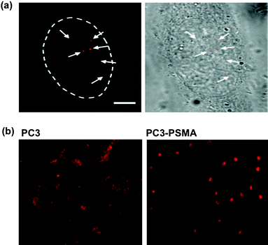 Cellular delivery of QDs. (a) Monodispered QDs can be delivered by microinjection. The single nature of QDs can be validated by the blinking phenomenon.67 The ability to deliver controlled amounts of QDs with spatial and temporal precision is particularly useful for single-molecule studies. (b) The labeling pattern of QDs is phenotype-dependent. Unlabeled QDs are found aggregated throughout the cytoplasm in the PC3 cells, as previously observed along the endosomal pathway. Strikingly, a single clump of QDs is localized around the perinuclear region of PC3-PSMA cells.69 As a result, cancer phenotypes can easily be identified by the contrasting labeling pattern of QDs. Figures reprinted with permission from the American Chemical Society and Wiley-VCH Verlag GmbH & Co.