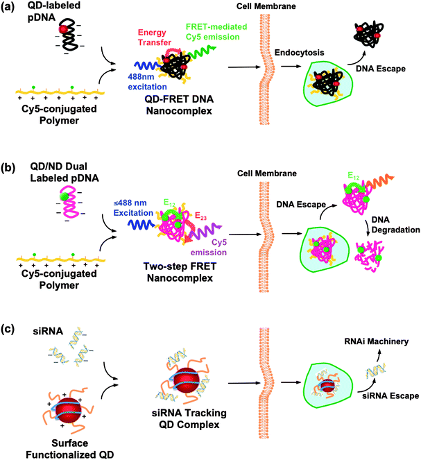 
            QD conjugates/complexes for intracellulargene trafficking. (a) QD-FRET system: QDs, as an energy donor, are conjugated onto the plasmidDNA (pDNA), whereas Cy5, the energy acceptor, is functionalized on the cationic polymer. The FRET-mediated Cy5 emission upon complex coacervation provides a digital indicator of the interaction between pDNA and the polymer. Consequently, the FRET signal is abrogated when DNA is released into the cytosol.74,75 (b) Two-step FRET system: the two-step energy transfer is constructed from the QD donor to the first acceptor, nuclear dye (ND, energy transfer E12), as a relay donor to the second acceptor, Cy5 (energy transfer E23). Similar to the one step QD-FRET system, the “OFF” signal from Cy5 (from E23) signifies the DNA escape. Moreover, dual-labeled pDNA provides an additional dimension after the DNA unpacks from the complexes, allowing simultaneous detection of DNA release and degradation, during gene delivery.76 (c) siRNA tracking system: siRNA/QDs complexes are generated with surface modified QDs (proton-sponge coating79 or Amphipol80) or transfection agent (polymers55 or Lipofatamine23) encapsulated QDs, to trace siRNA delivery.