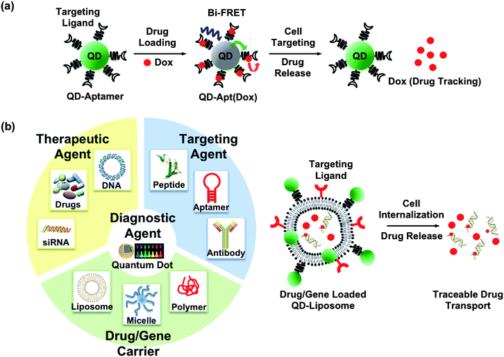 Possible constructs of multifunctional QDs for theranostics: (a) QD–aptamer(Apt)–doxorubicin(Dox) conjugate, shortened as QD–Apt(Dox), is presented for synchronous cancer imaging and traceable drug delivery towards QD-based theranostics. The targeting modality, RNA aptamer, is functionalized onto the diagnostic modality (QDs) to probe the cancer cells. The therapeutic modality, doxorubicin (Dox), is intercalated into the aptamer. The sensing of drug loading and release relies on the bi-FRET (dual donor–quencher) design. In the drug-loading state: both QD and Dox fluorescence are turned “OFF”, since the QD fluorescence is quenched by the Dox and the Dox fluorescence is in turn quenched by the aptamer. In the drug release state: the Dox is released from the QD–Apt complex, turning both QD and Dox fluorescence back “ON”. During drug transport: the Dox fluorescence was used as a tracable dye. (Figure adapted from ref. 83). (b) Representation of an idealized nanoplatform of an “all-in-one” workstation. Multiply functionalized QDs may constitute an integrated nanoplatform, for example, able to target the tumor, transport/release the drug payload, and image the therapeutic response simultaneously. The QD–liposome (QD–L) system, although not experimentally demonstrated yet, is envisaged as a potential candidate towards QD-based therapeutics. In the current QD–L system, QDs are typically incorporated into the bilayer membrane, or functionalized onto a liposome, forming a QD–lipid vesicle. Liposomes have proved to be excellent drug and gene carriers. Integration of QD–L with other targeting ligands and therapeutic agents may achieve the goal of theranostics.