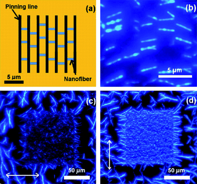 (a) Outline of sample geometry: parallel pinning lines (width of 250 nm and height of 25 nm) with a pitch distance of 2.5 µm; (b) fluorescence microscopy images of p6P nanofibers grown at substrate temperature of 433 K; (c and d) The nanofibers are illuminated with unpolarized light and imaged through a polarizer. The polarizer direction is parallel (c) and perpendicular (d) to the long lines axis as indicated by the arrows.