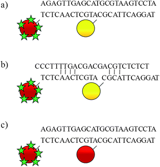 Head-to-tail assembly of oligonucleotide probes: a) mixed metal nanoparticle assembly; b) mixed metal probes in presence of non-complementary DNA; c) gold nanoparticle assembly. The red and yellow spheres represent gold and silver nanoparticles, respectively. The green stars represent malachite green isothiocyanate.