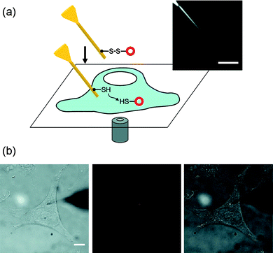 Nanoneedle manipulation with a micromanipulation technique: the nanoscale mechanochemical delivery of fluorescent quantum dots into living cells. (a) Schematic of the mechanochemical delivery of nanoparticles into living cells. Inset, optical microscope image of a nanoneedle. (b) Optical microscope images of a nanoneedle functionalized with quantum dots during the quantum dot delivery into the cytoplasm of a living HeLa cell. The nanoneedle could be precisely located at the targeted release site in the three-dimensional cellular environment by focusing the tip of the nanoneedle. The whole process was monitored in situ in the bright field (left), the fluorescence (middle), or the combined bright-field and fluorescence (right) image mode. The quantum dots attached on the nanoneedle are shown in red (middle) and bright white (right). The unfocused dark shade on the right side is the tip of the macroscopic needle on which the nanoneedle is attached. Scale bars, 5 μm in (a) and 10 μm in (b). Reproduced with permission from ref. 31. Copyright 2009 American Chemical Society.