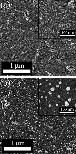 
          SEM images of an Ag nanosheet on TiO2 nanotube-modified naturally oxidized Si(100) wafer (1 min adsorption of TiO2 nanotubes): (a) before UV irradiation, (b) after 100 min UV irradiation. The insets are magnified images of the Ag nanosheet between TiO2 nanotubes.