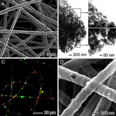 (A) SEM image of poly(lactic acid) fibers with a porous structure fabricated by vapor-induced phase separation. (B) TEM images of polystyrene fibers with a porous structure fabricated by placing the collector in a liquid nitrogen bath. (C) Fluorescence micrograph of polyurethane fibers containing PVA/EGF-AF488 and PVA/BSA-TR particles. (D) SEM image of polypyrrole tubes. Adapted with permission from refs. 8a, 14,15, and 16. Copyright Wiley-VCH (2008), American Chemical Society (2006), and Wiley-VCH (2009).