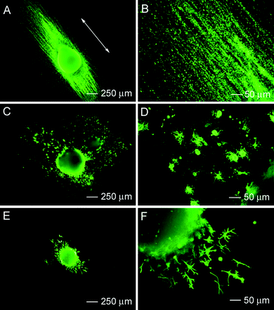 Immunohistochemistry performed for RW4 embryoid bodies after 14 days of culture on aligned poly(ε-caprolactone)nanofibers for mature cell markers including (A, B) Tuj1 (for neurons), (C, D) O4 (for oligodendrocytes), and (E, F) GFAP (for astrocytes). Adapted with permission from ref. 26. Copyright Elsevier (2009).