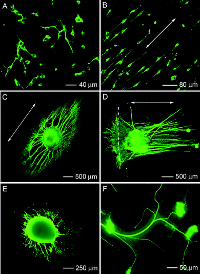
            Fluorescence micrographs showing immunostained neurofilament 200 kD in neural stem cells after 2 days of culture: (A) on random nanofibers and (B) on aligned nanofibers. (C) Typical neurite field projected from dorsal root ganglia on aligned poly(ε-caprolactone)nanofibers with laminin coating. (D) Typical neurite field projected from dorsal root ganglia at a border between random and aligned poly(ε-caprolactone)nanofibers with laminin coating. (E, F) Typical neurite field projected from dorsal root ganglia on a mat of perpendicular poly(ε-caprolactone) fibers. Adapted with permission from refs. 29 and 32. Copyright Elsevier (2005) and American Chemical Society (2009).