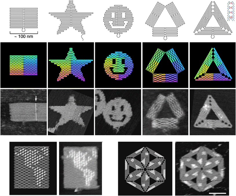 The 2D nanostructures made by DNA origami. (Top, from left to right) A rectangle, a star, a disk with three holes, a triangle. (Bottom left) a map of the western hemisphere. (Bottom right) a hexagon made of six triangles. The bright spots in the map or the hexagon are the locally high “dumbbell hairpins” introduced to the staple strands (Reprinted with permission from ref. 4. © 2006 Nature Publishing Group).