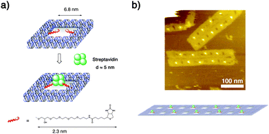 Size-selective capture of a protein molecule in a nanometre-sized DNA well. (a) Schematic illustration of the system. (b) 2D streptavidin nanoarray in a zig-zag arrangement formed in an assembly of two punched origami motifs.