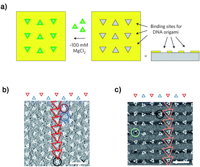 Alignment of triangular DNA origami on nanometre-sized binding sites (a), and AFM images on (b) SiO2 and (c) DLC. Scale bars are 500 nm. (Reprinted with permission from ref. 26. © 2009 Nature Publishing Group).
