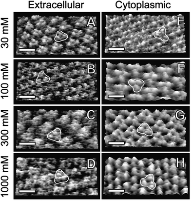 Topography AM-AFM images of purple membrane at different KCl concentrations. The left panels (A–D) show the membraneextracellular surface and the right panels (E–H) the cytoplasmic surface, identified by high-resolution and phase imaging (see Fig. 3). A single trimer is highlighted in all the images. The scale bars are 6 nm. Conditions that maximize resolution: extracellular side at (A) 30 mM KCl, A0 = 9 Å, A = 5.3 Å, k = 0.39 N m−1; (B) 100 mM, A0 = 10 Å, A = 6.7 Å, k = 0.57 N m−1; (C) 300 mM, A0 = 11 Å, A = 4.7 Å, k = 0.57 N m−1; (D) 1M, A0 = 9.5 Å, A = 4.8 Å, k = 0.8 N m−1. Cytoplasmic side at (E) 30 mM, A0 = 8.4 Å, A = 5 Å, k = 0.39 N m−1; (F) 100 mM, A0 = 10 Å, A = 8 Å, k = 0.57 N m−1; (G) 300 mM, A0 = 11.6 Å, A = 5.5 Å, k = 0.57 N m−1 (H) 1 M, A0 = 1.1 nm, A = 4.7 Å, k = 0.8 N m−1. All images are displayed in 3D with a z-range of 5 Å. RMS roughness is (A) 1.5 Å, (B) 1.4 Å, (C) 1.5 Å, (D) 1.2 Å, (E) 1.2 Å, (F) 2.4 Å, (G) 2.4 Å, (H) 1.4 Å.