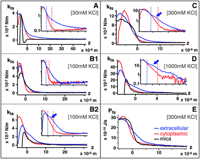 Tip–sample force gradient kts plotted vs. distance z at (A) 30 mM, k = 0.39 N m−1, (B1, B2) 100 mM, k = 0.57 N m−1, k = 0.39 N m−1 (C) 300 mM. k = 0.57 N m−1 and (D) 1 M KClk = 0.8 N m−1 for extracellular (red) and cytoplasmic (blue) sides compared with mica (black); the force fields correspond to Fig. 1 imaging conditions. Insets (a–d) show the curves on semi-logarithmic plots. At 100 mM KCl, only the softer cantilever k = 0.39 N m−1 (B2) can detect a shoulder in kts induced by the extracellular ionic layer. When present, the extracellular shoulder is indicated by an arrow. The vertical dashed line separates different region of the curves (short-range/long-range, see text). A typical Ptsvs. z curve (300 mM KCl) is presented in (E).