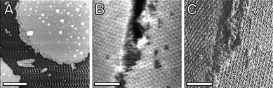 (A) Topographic images of a purple membrane patch at 30 mM KCl. The non-linearity in the force field over the mica produces a “noisy” image of the mica surface while the membrane cytoplasmic side appears free of noise, due to the monotonic repulsive force field. (B) Topographic image of extracellular (left) and cytoplasmic (right) membrane sides; no obvious contrast visible. (C) Phase image corresponding to (B) showing a contrast between the extracellular side (darker, left) and the cytoplasmic (lighter, right) reflecting differences in energy dissipation during scanning. The scale bars are 300 nm (A) and 40 nm (B) and (C).