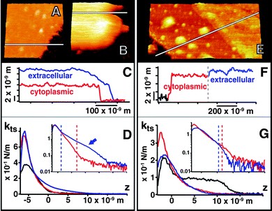 Images of the cytoplasmic (A) and extracellular side of PM (B) at 1 M NaCl, 10 mM KCl, 20 mM MgCl2 showing the 6 nm counterion layer at the extracellular surface in the cross section (C). (D) shows the ktsvs. z and corresponding logarithmic plot corresponding to these conditions. (E) shows the cytoplasmic and extracellular side at 50 mM MgCl2 and the ∼1.5 nm counterion layer at the extracellular surface in (F) and corresponding ktsvs. z curves (G). For (D) and (G), the corresponding amplitude and phase vs. z curves are presented in Fig. S2 of the ESI .