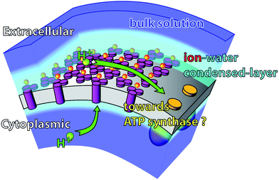 Suggested role of the extracellular condensed ionic layer in the membrane bio-energetics. The presence of a correlated ionic layer could enhance proton surface transfer to proton sinks in the membrane. Furthermore the condensed ionic layer constitutes a dielectric barrier for the proton to leave the membrane.