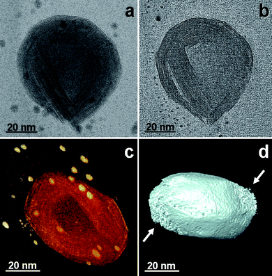 Dual-axis tomographic reconstruction of a single IF-WS2 particle. An image from the tilt series, around zero tilt, is presented in (a). A corresponding slice of the reconstruction is presented in (b). [Additional views are available as Fig. S2 of the ESI]. The voxel view, representing the 3D data, is shown in (c). The gold particles seen in the surrounding of the particle were added to the sample as markers for alignment. The outer surface of the particle is shown in (d). The white arrows mark the degradation of the information as a result of the missing wedge.