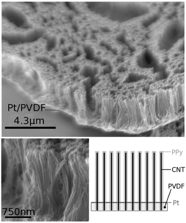 SEM images and schematic of composite ACNT/PPy/Pt/PVDF material with NT-3 incorporated into the PPy layer.