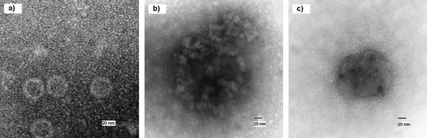 TEM image of untreated (a) and treated (b and c) MS2 virus.