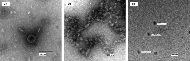 TEM image of untreated and treated φ-X174 virus.