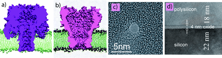 Biological and solid-state nanopores. (a, b) All-atom model of the α-hemolysin (a) and MspA (b) channels suspended in a lipid bilayer membrane.65 (c) TEM image of a nanopore in a Si3N4 membrane.66 (d) Transmission electron microscopy (TEM) image of a metal-oxide-semiconductor capacitor membrane.8 TEM images courtesy of Gregory Timp.