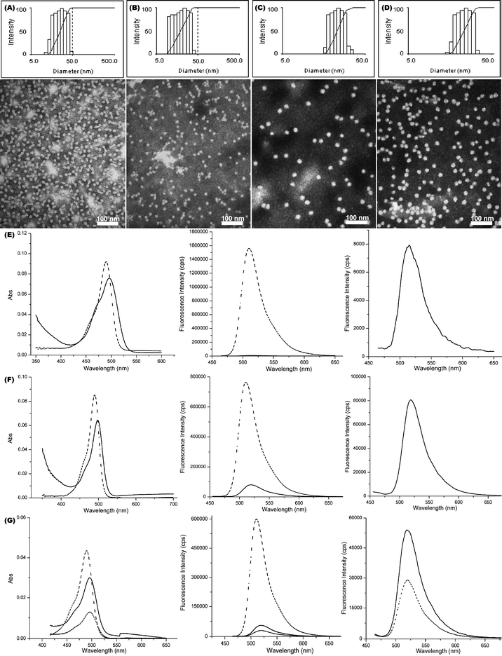 Characterizations of CCFNP1–4. (A–D) Intensity-average weighted hydrodynamic diameter distribution by DLS (top) and TEM micrograph (bottom, stained with PTA) of CCFNP1–4, respectively. (E) UV–vis (left) and fluorescence emission (middle and right) spectra of fluorescein (dashed) and CCFNP1 (solid). (F) UV–vis (left) and fluorescence emission (middle and right) spectra of fluorescein (dashed) and CCFNP2 (solid). (G) UV–vis (left) and fluorescence emission (middle and right) spectra of fluorescein (dashed), CCFNP3 (short dashed) and CCFNP4 (solid).