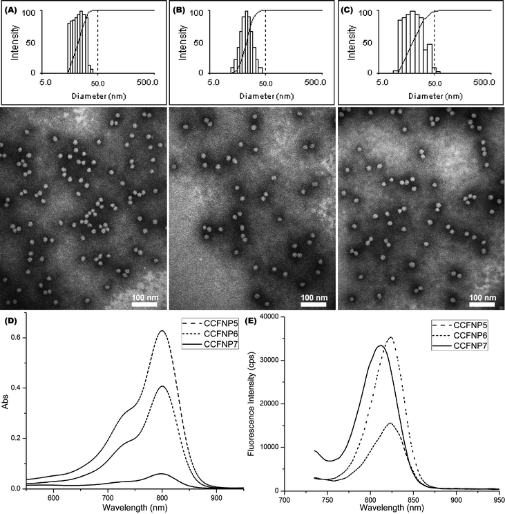 (A–C) Intensity-average weighted hydrodynamic diameter distribution histogram by DLS (top) and TEM micrograph (bottom, stained with PTA) of CCFNP5, CCFNP6, and CCFNP7, respectively. (D–E) UV–vis and fluorescence profiles of CCFNP5 (dashed), CCFNP6 (short dashed), and CCFNP7 (solid), respectively.
