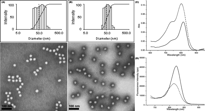 Physical and photo-physical properties of shell cross-linked NIR fluorescent nanoparticles. (A–B) Intensity-average weighted hydrodynamic diameter distribution histograms by DLS (top) and TEM micrographs (bottom, stained with PTA) of SCFK1 and SCFK2, respectively. (C–D) UV–vis and fluorescence profiles of SCFK1 (dashed) and SCFK2 (solid), respectively.