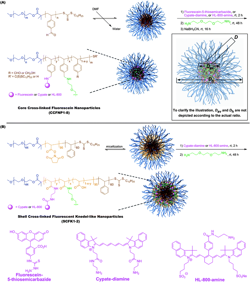 Construction of fluorescent nanoparticles through reductive amination to afford core-crosslinked and core fluorescently-labelled nanoparticles (CCFNPs) (A) and through amidation to afford shell-crosslinked and shell fluorescently-labelled knedel-like nanoparticles (SCFKs) (B).