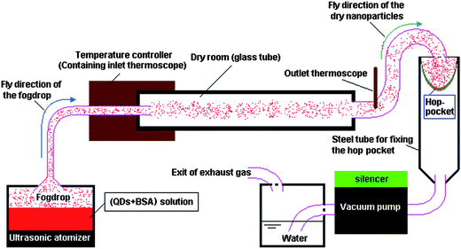 The schematic illustration of the spray-dryer equipped with an ultrasonic atomizer.