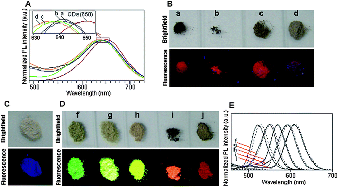 (A) Emission spectra (excitation wavelength: 400 nm) and (B) bright-field and true-color fluorescence images (excitation wavelength: 365 nm) of QDs(650)–BSA nanospheres prepared with different ratio of QD:BSA: (a) 1 : 4 (2 μmol l−1 QDs, 8 μmol l−1 BSA); (b) 1 : 15 (2 μmol l−1 QDs, 30 μmol l−1 BSA); (c) 1 : 30 (1 μmol l−1 QDs, 30 μmol l−1 BSA) and (d) 1 : 75 (0.4 μmol l−1 QDs, 30 μmol l−1 BSA). (C) Bright-field and true-color fluorescence images of pure BSA nanospheres. (D) Bright-field and true-color fluorescence images of the QD–BSA nanospheres prepared with differently colored QDs: (f) QDs(528), (g) QDs(552), (h) QDs(570), (i) QDs(595) and (j) QDs(609). (E) Emission spectra (excitation wavelength: 400 nm) of QD–BSA nanospheres prepared with differently colored QDs: (f) QDs(528), (g) QDs(552), (h) QDs(570), (i) QDs(595) and (j) QDs(609). (The dotted lines are the emission spectra of QDs(528), QDs(552), QDs(570), QDs(595) and QDs(609), respectively).