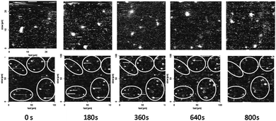 CFM images (λex = 480 nm, λem = 505 nm) of CALB-polymersomes taken at 3 min time-intervals in a HA solution before gelation (upper series) and after gelation (lower series). The width of the images in the lower series was increased from 25 to 100 μm to visualize a sufficient number of polymersomes.