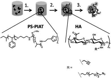 Procedure for the immobilization of enzyme-loaded polymersomes into a polysaccharide hydrogel matrix: 1. Addition of PS-PIAT polymer to the enzyme solution and subsequent filtration to yield enzyme-loaded polymersomes; 2. Addition of the enzyme-loaded polymersomes to a freeze-dried sample of the functionalized hyaluronic acid (HA); 3. Addition of the Cu-catalyst to create the hydrogel embedding the polymersomes.