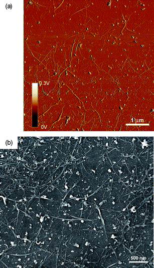 (a) AFM image of a single bilayer of the PVA/(SWNT-PSS) film. (b) SEM image of a [PVA/(SWNT-PSS)]10 film.