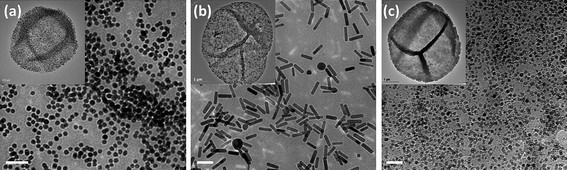 Functionalization of polyelectrolyte capsules with inorganic nanoparticles incorporated in the multilayer shell. Typical TEM images of (a) Au NPs, (b) Au NRs and (c) Fe3O4 NPs embedded inside the multilayer shell of hollow (PSS/PAH)4 capsules. Insets show the single nanoparticles-modified capsules. Scale bars represent 50 nm.