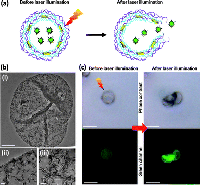 Laser-opening of FITC-dextran loaded capsule with Au NRs embedded in the capsule wall. (a) Schematic representation of the geometry of a capsule with green dextran as cargo (green stars) encapsulated inside the cavity and Au NRs (yellow rods) embedded in the wall: laser irradiation of Au NRs-capsule (left) leads to local heating of the metal NRs and subsequent rupture of the capsule wall (right). (b) Representative TEM image of a single Au NRs-capsule (i) (scale bar 1 μm). (ii-iii) Two high-resolution images of the multilayer wall of the capsule shown in (i) (Scale bars 50 nm). (c) Effect of near-IR laser irradiation (830 nm) of a single Au NRs-capsule loaded with FITC-dextran. Before laser illumination: the capsule retains the green cargo inside the cavity. After laser illumination: the multilayer wall of the capsule is damaged (phase contrast) and the partial release of the green cargo throughout the small pores of the wall is observed (green channel) (scale bars 5 μm).